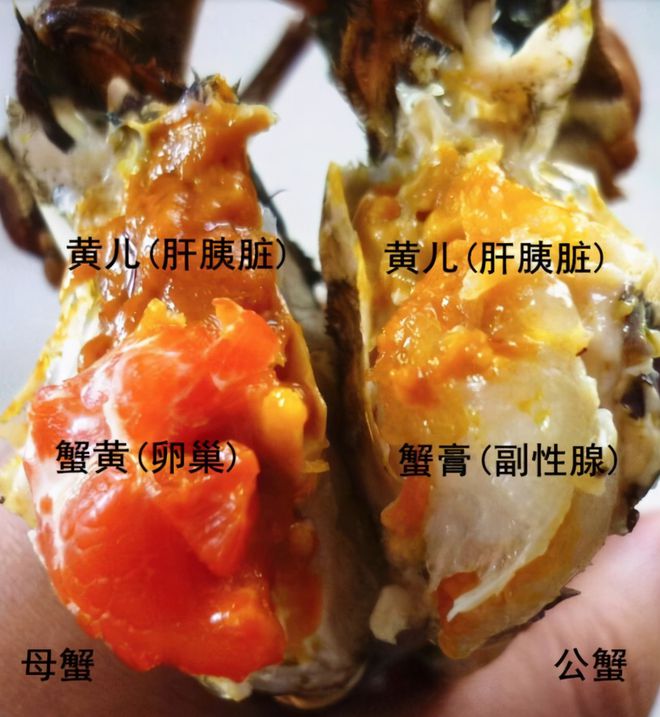 蟹黃實際上是什么_蟹黃是流動的是沒熟嗎_蟹黃是什么東西