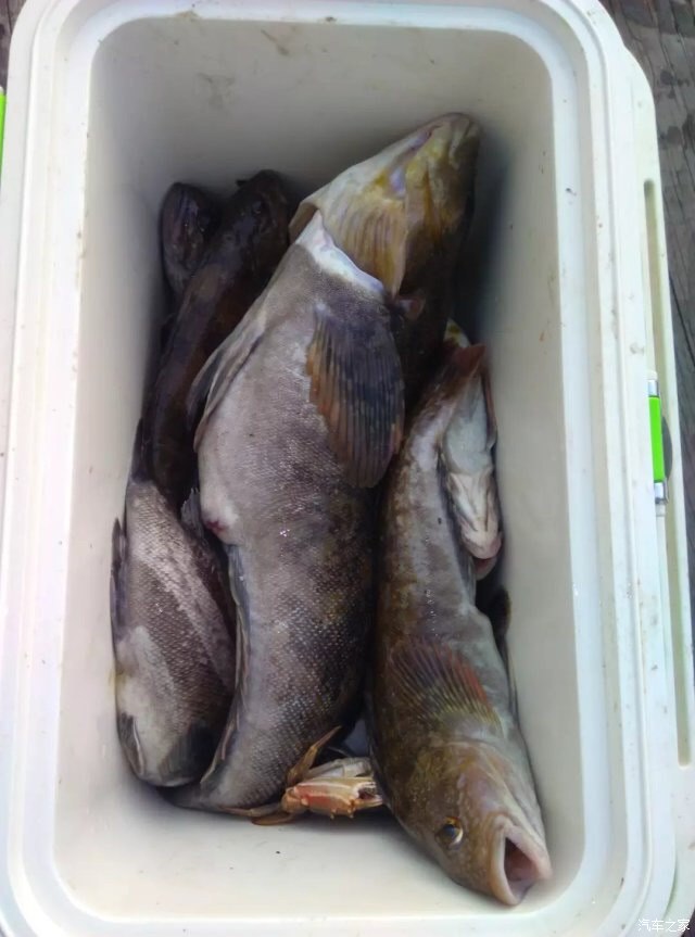 大連釣魚好地方_大連釣魚_大連釣魚視頻