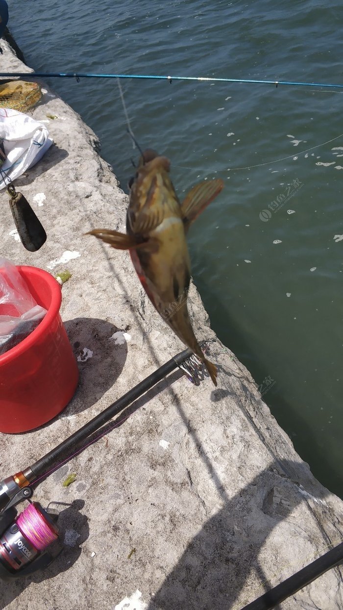 大連釣魚好地方_大連釣魚_大連釣魚視頻