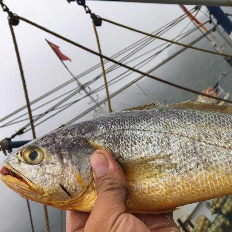 大連釣魚視頻_大連釣魚_大連釣魚好地方