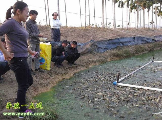 泥鰍養殖_養殖泥鰍吃了對身體有害嗎_養殖泥鰍魚一畝地有多少利潤