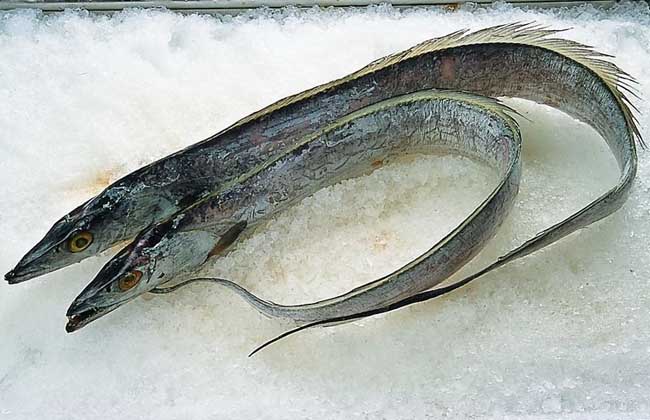 刀魚和帶魚的區別_帶魚和刀魚有何區別_帶魚刀魚區別