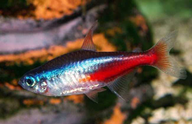 紅綠燈魚繁殖視頻教程_綠燈魚產卵_紅綠燈魚繁殖魚卵圖片