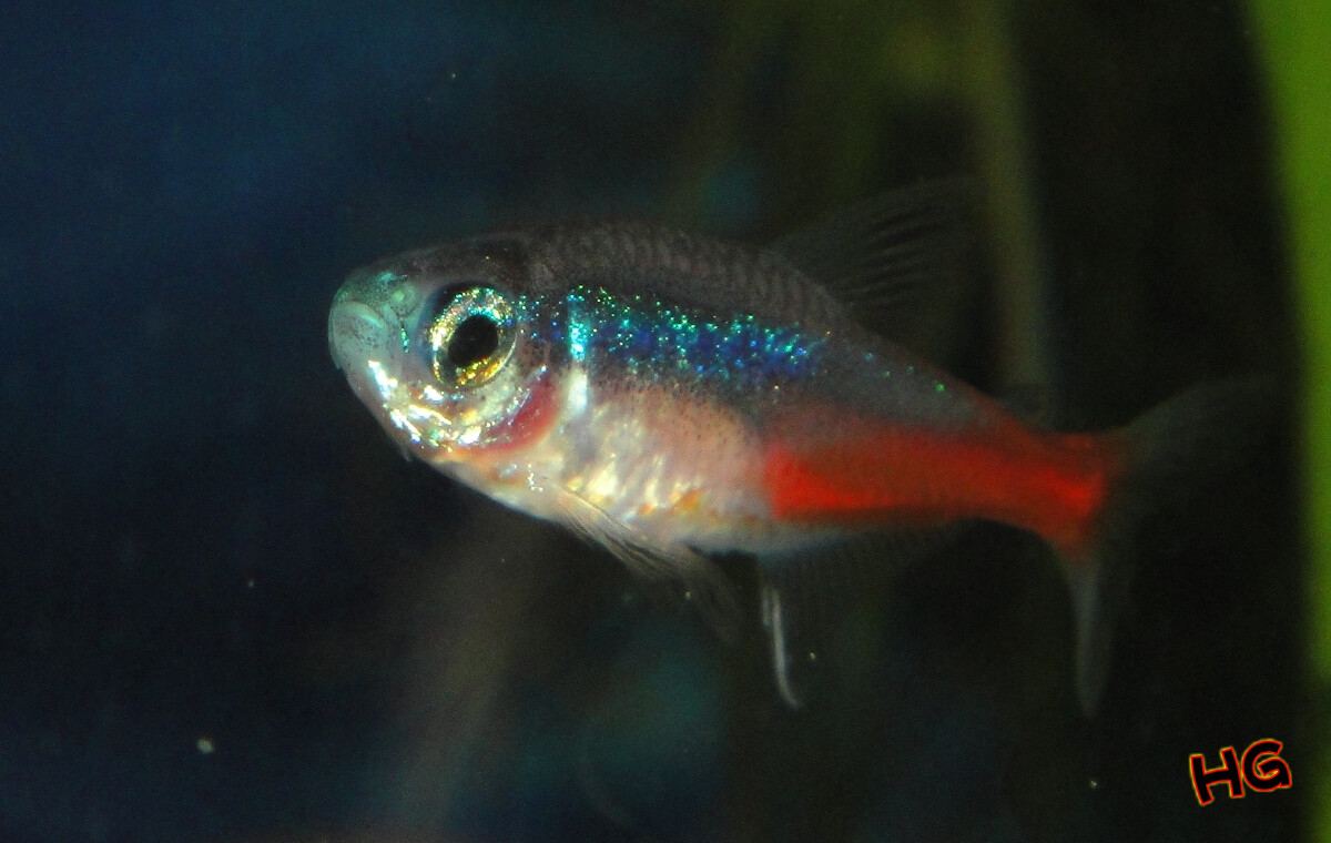 紅綠燈魚繁殖視頻教程_綠燈魚產卵_紅綠燈魚繁殖魚卵圖片