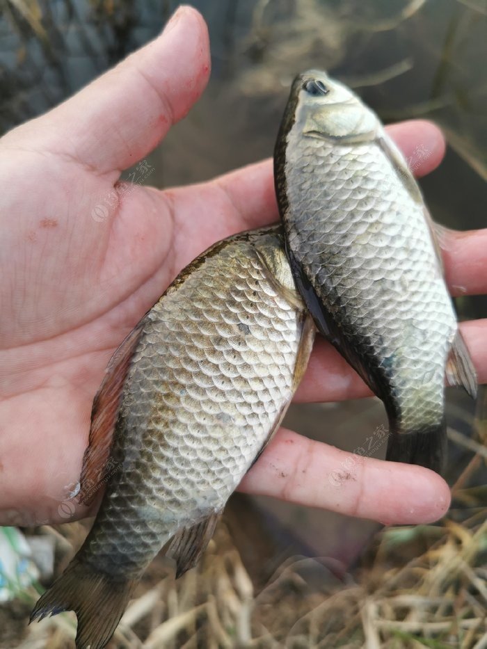 路亞翹嘴_路亞翹嘴魚用什么假餌釣最好_路亞翹嘴的操作手法和技巧