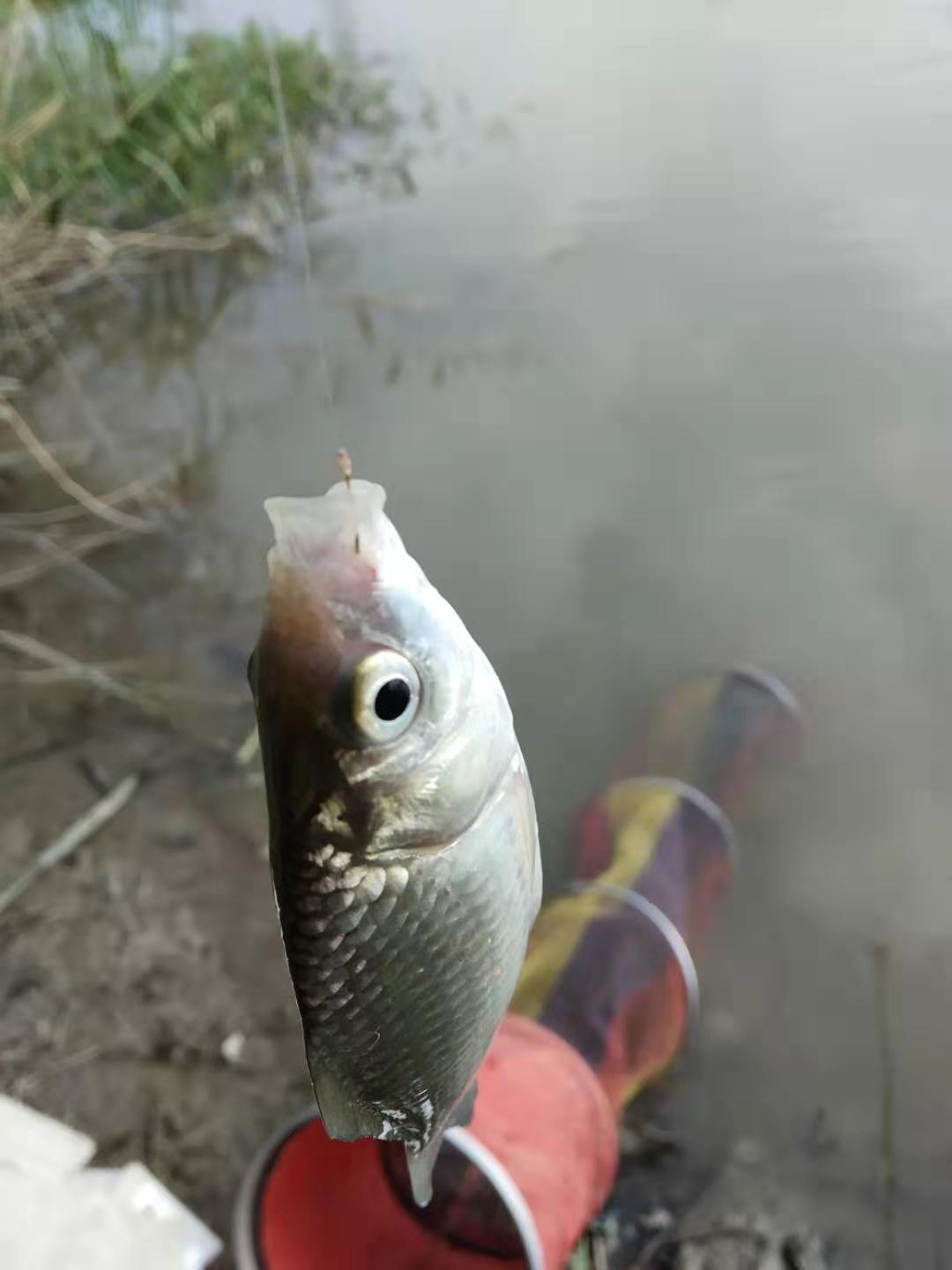 路亞翹嘴用什么調性的桿子_路亞翹嘴魚用什么假餌釣最好_路亞翹嘴