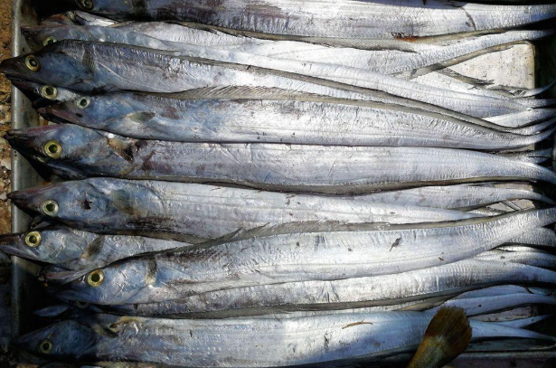 帶魚多少錢一斤_帶魚多少錢一斤_帶魚多少錢一斤
