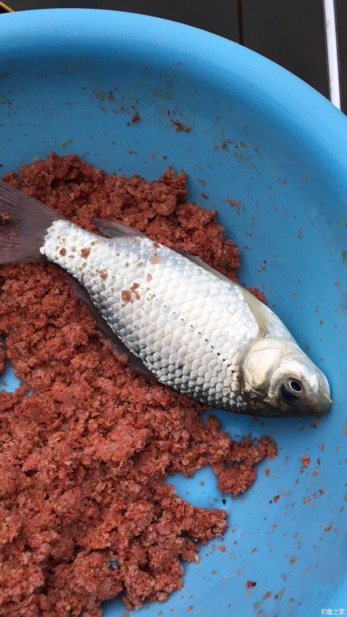 野釣鯉魚餌料配方大全_求釣鯉魚的餌料配方_鯉魚餌料配方大全野釣鯉魚