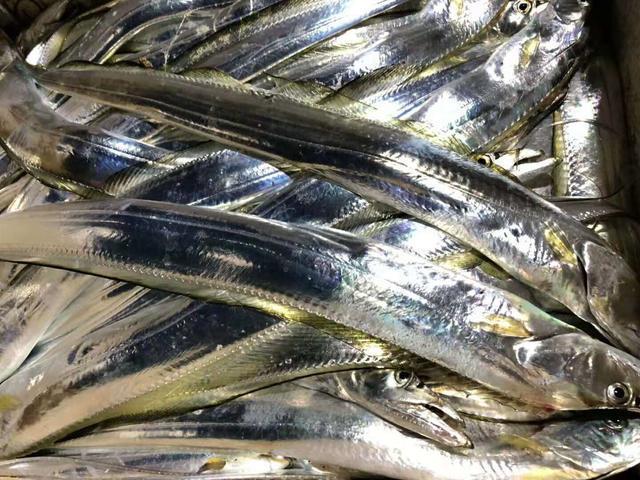 帶魚多少錢一斤_帶魚多少錢一斤_帶魚多少錢一斤