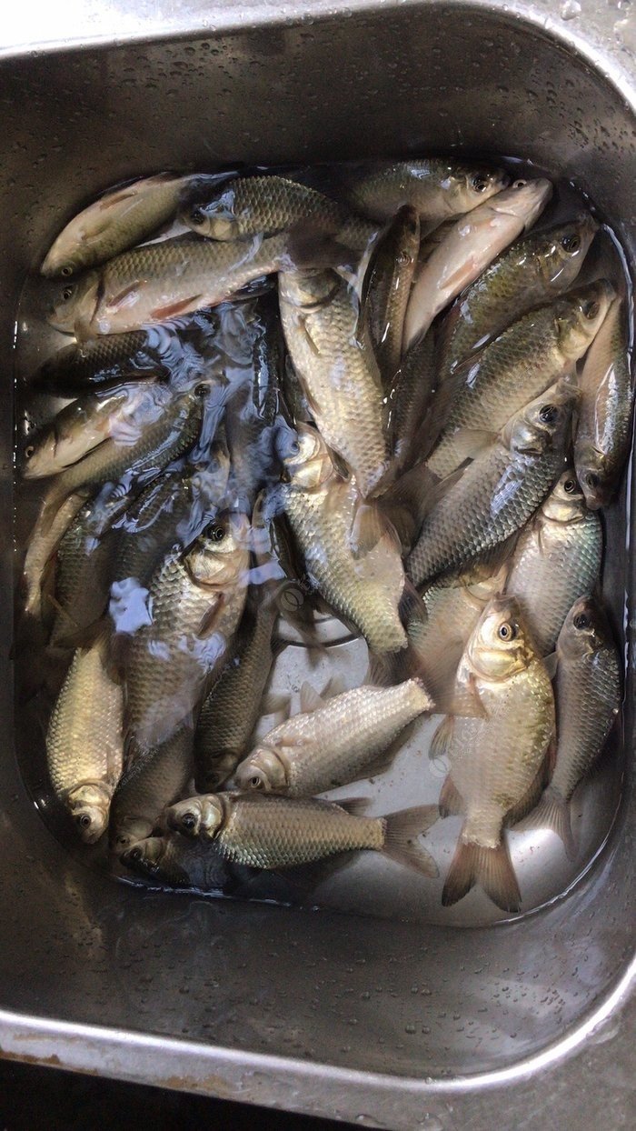 草魚釣法技巧野釣_野釣技巧_冬季鯰魚釣法技巧野釣