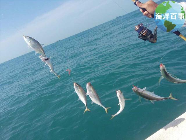 鯧魚的做法家常做法_鯧魚圖片_鯧魚