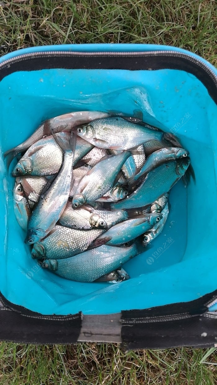 野河野釣突然幾天沒口_野河野釣_野河野釣視頻大全