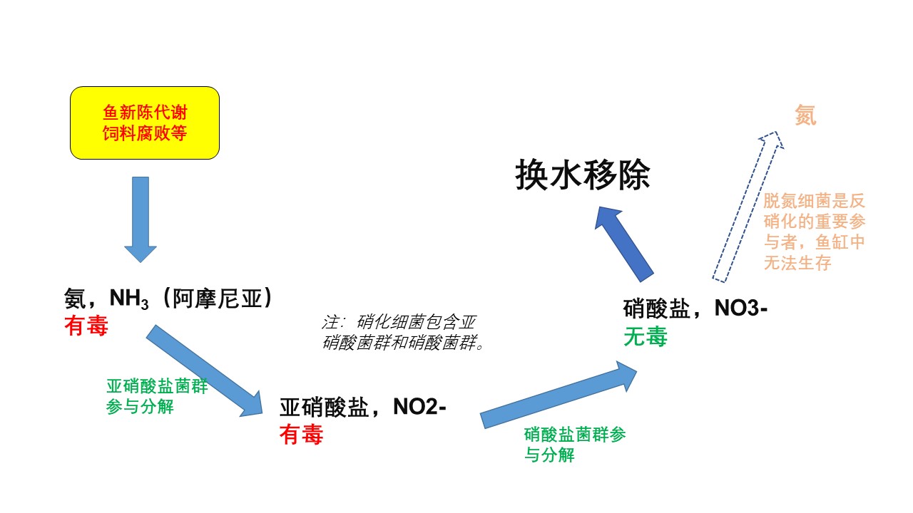 細菌的硝化作用_硝化細菌作用機理_硝化細菌的作用