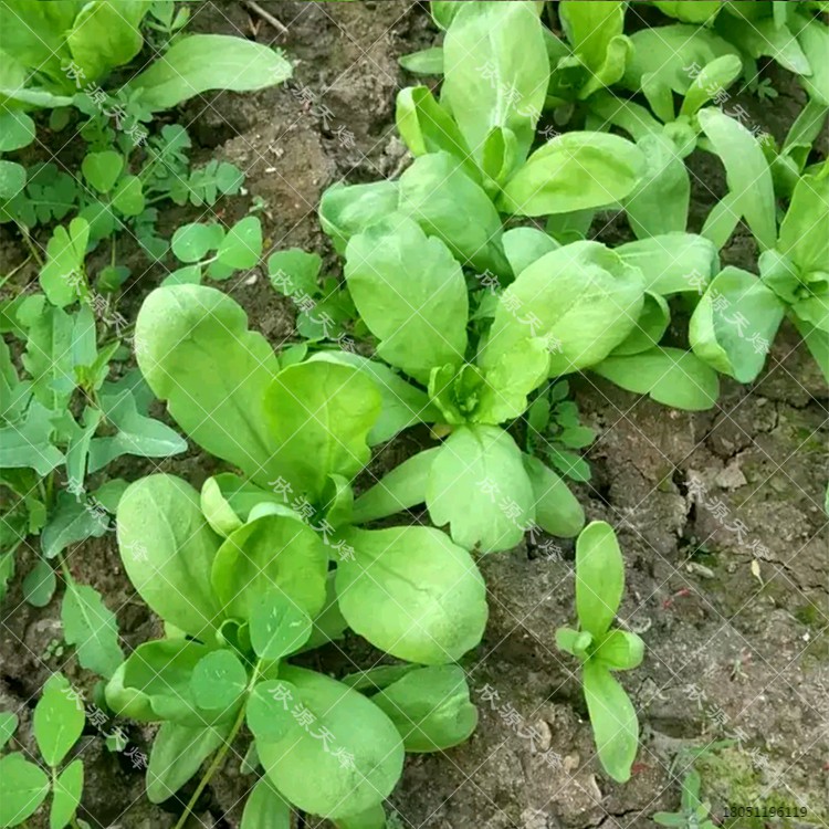 日本石龜 上海口岸截獲“入侵物種”風險五顏六色的多肉植物