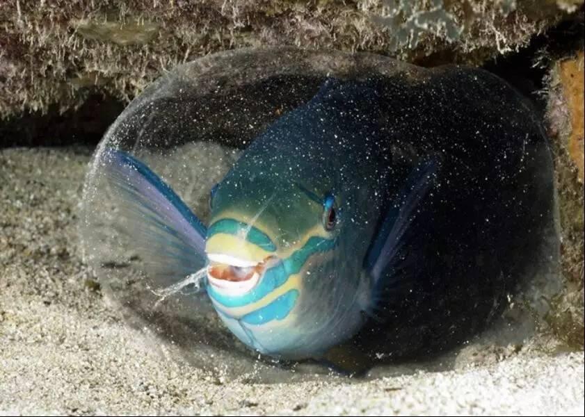魚為什么睜著眼睛睡覺？真相是這樣的……