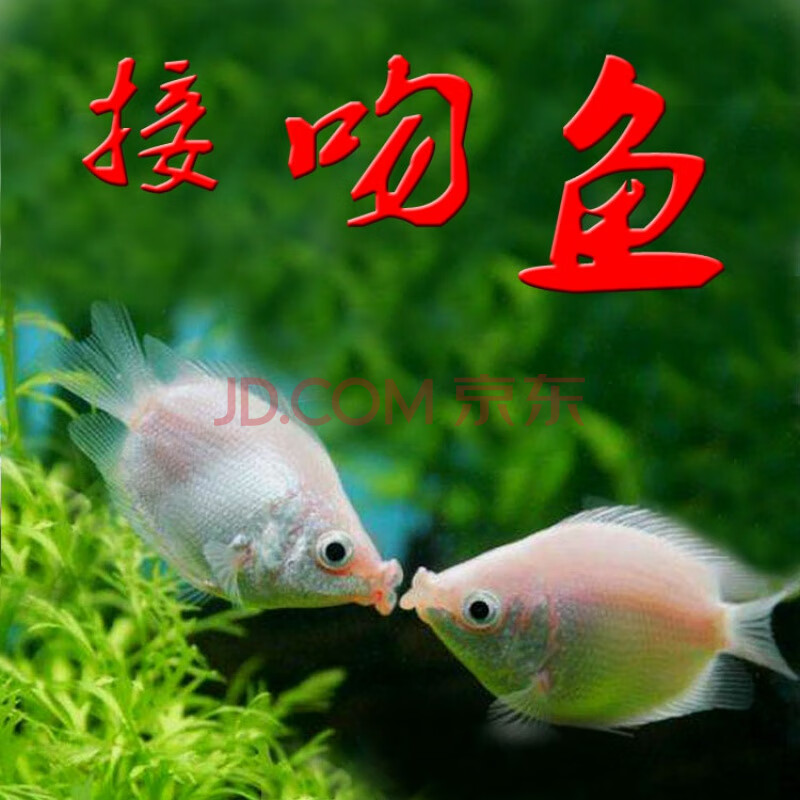 接吻魚好養嗎_接吻魚為什么要親親_接吻魚為什么接吻