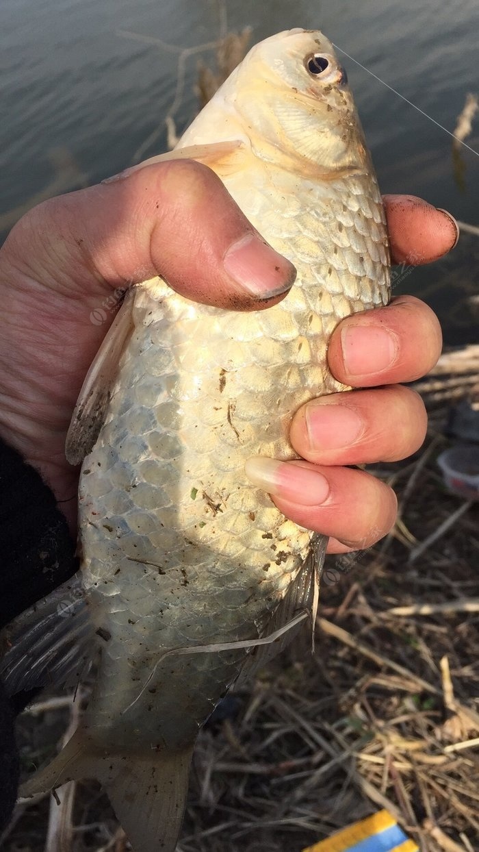 深秋釣鯽魚調幾釣幾_釣鯽魚深秋用什么飲料最好_深秋釣鯽魚
