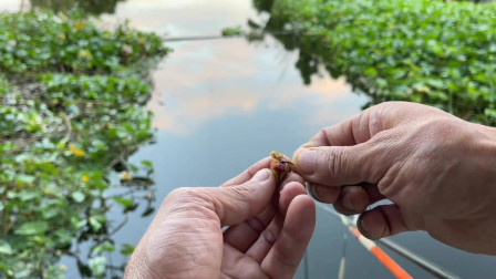 路亞釣鯉魚用啥假餌_路亞鯉魚用什么假餌最好_路亞釣鯉魚用什么假餌