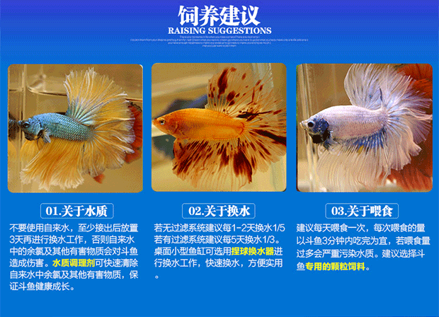 泰國斗魚吃什么飼料_泰國斗魚吃什么_泰國斗魚吃什么食物