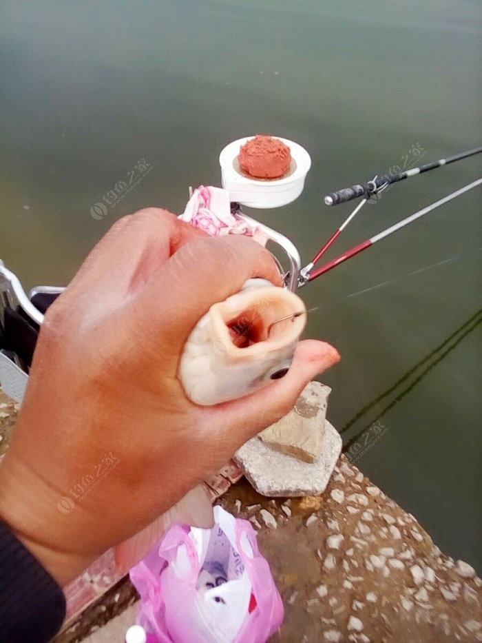 釣鯉魚餌料配方大全_釣鯉魚的配方_專釣鯉魚的配方