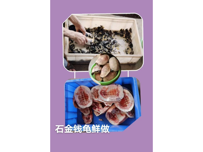 烏龜吃食物_烏龜東西吃多了會怎樣_烏龜不吃東西