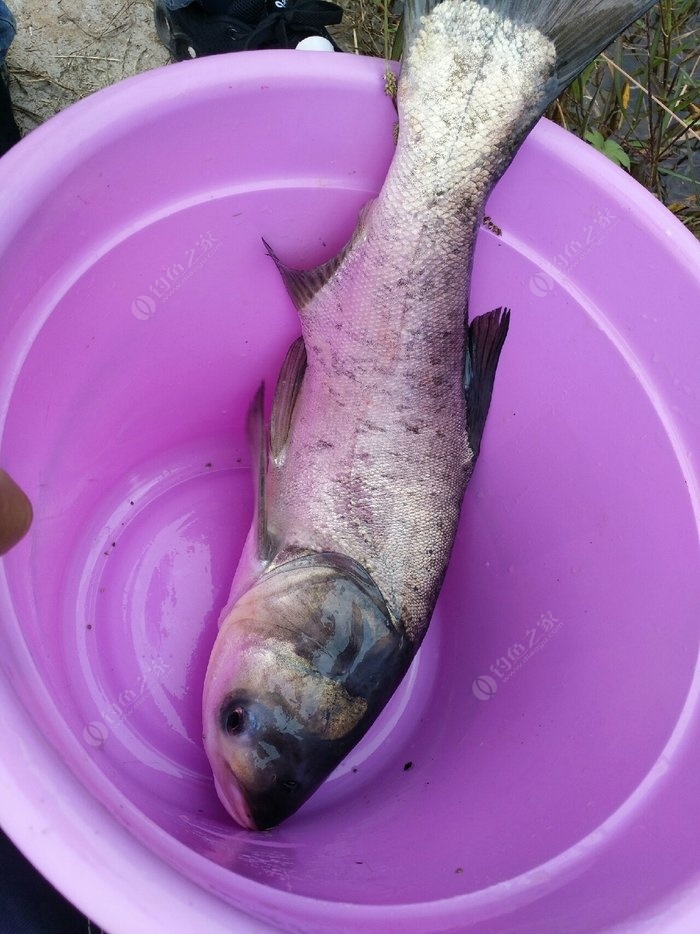 釣鯉魚餌料配方大全_釣鯉魚怎樣配餌料配方_釣鯉魚配方大全餌料視頻