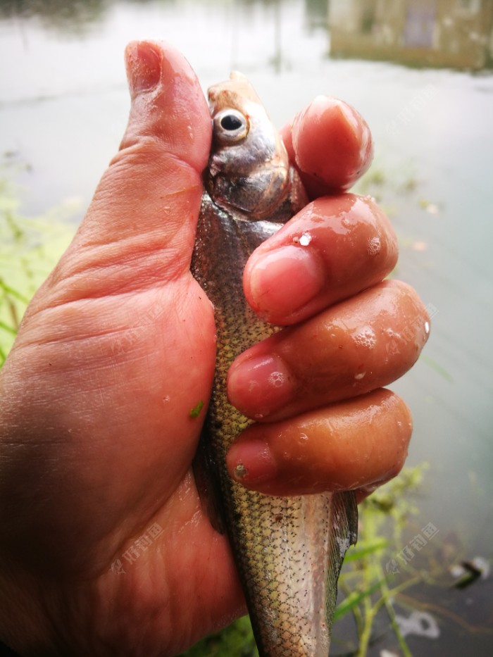 釣魚下雨天怎么釣_釣魚下雨天是不是釣岸邊_下雨天釣魚