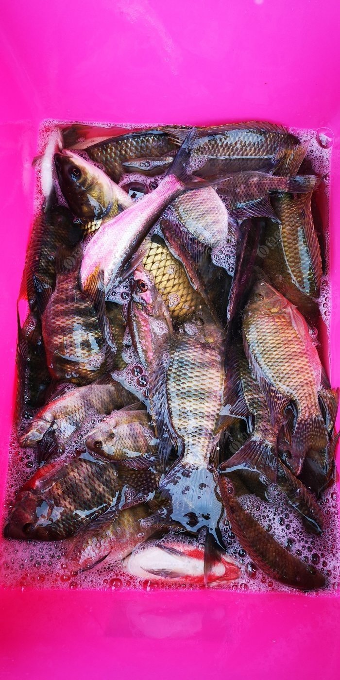 釣魚下雨天釣深釣淺_下雨天釣魚_釣魚下雨天好釣還是晴天好釣