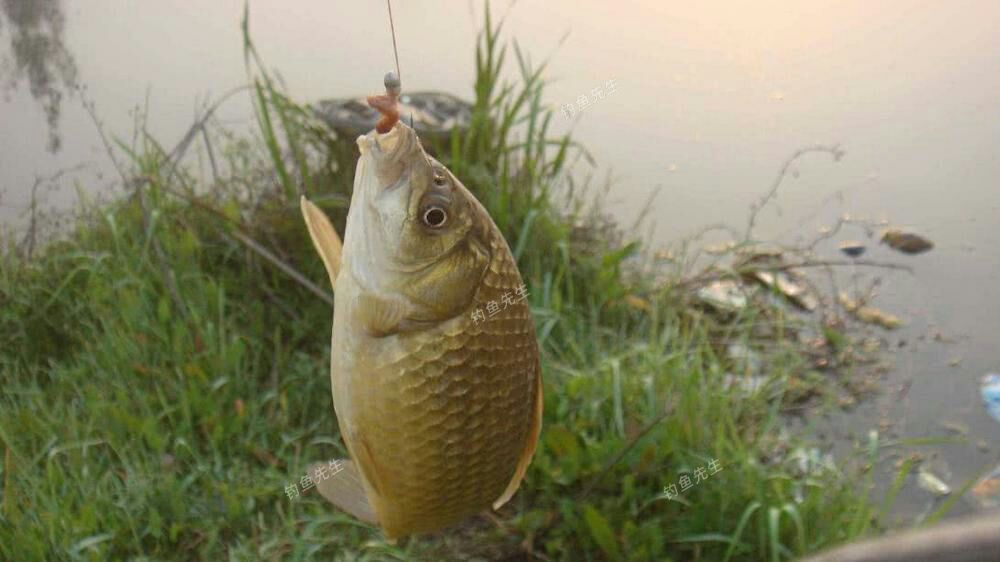 下雨天釣魚_釣魚下雨天好不好釣_釣魚下雨天好釣還是晴天好釣