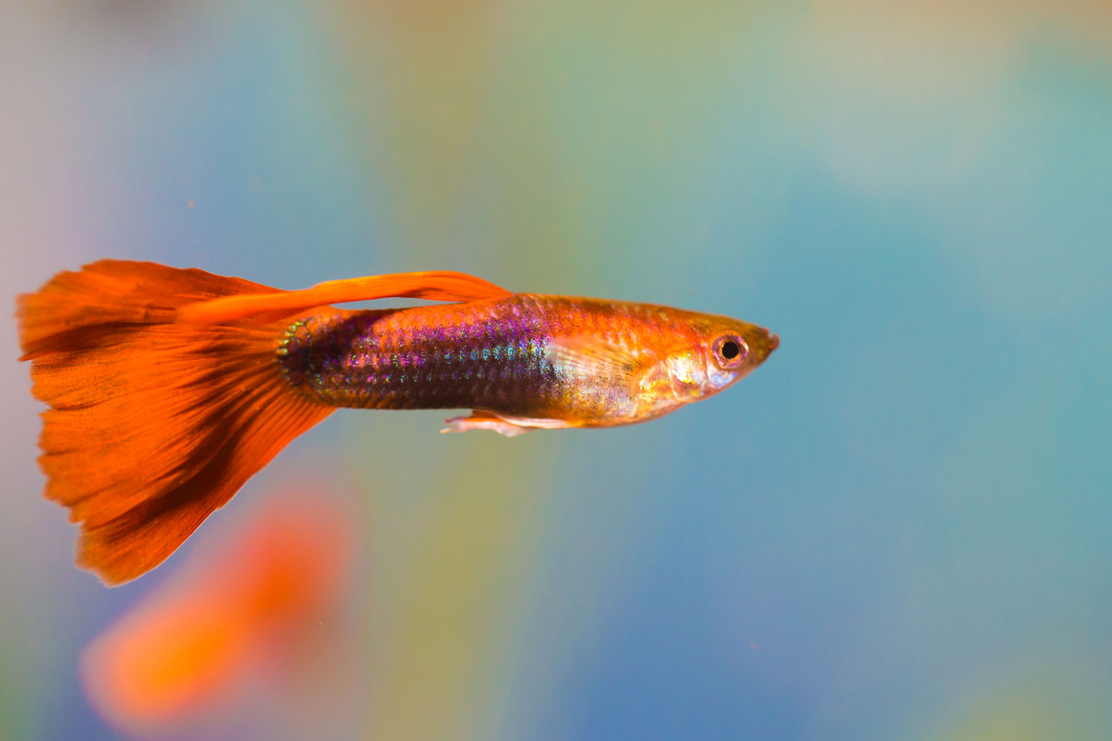 孔雀魚圖片_孔雀魚圖片高清大圖_孔雀魚圖片大全