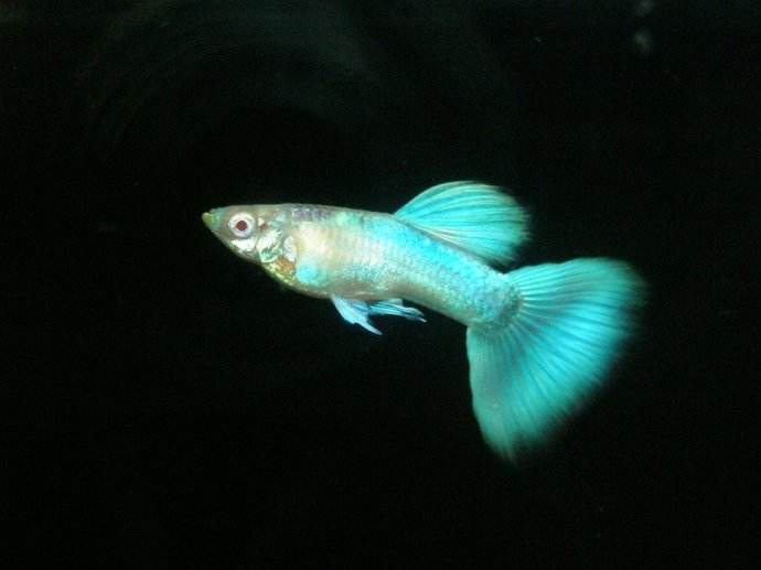 孔雀魚圖片高清大圖_孔雀魚圖片_孔雀魚圖片大全