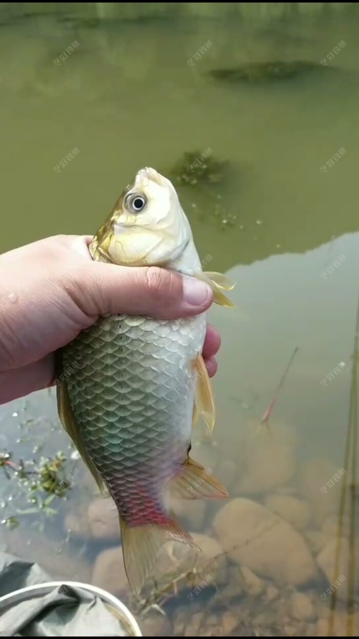 魚鉤型號_魚鉤型號對應魚_魚鉤型號對比表