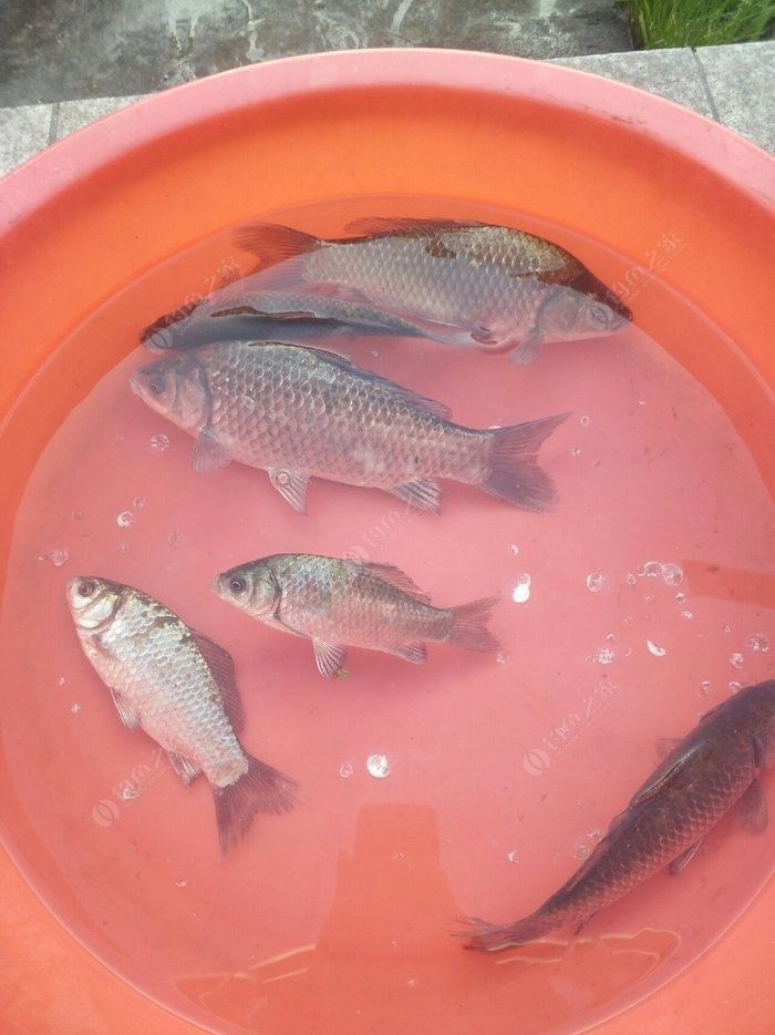 臺釣線組_臺釣組線連接方法_臺釣線組的正確搭配視頻
