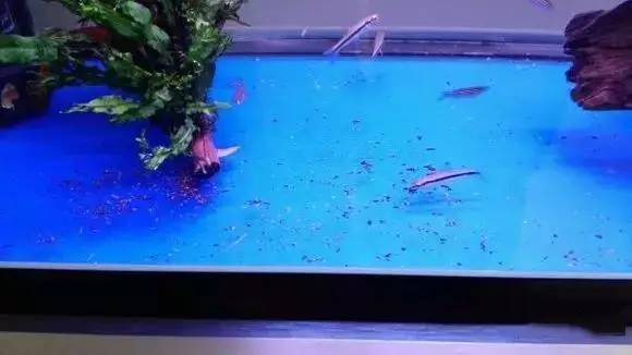 紅綠燈魚會得什么病_紅綠燈魚_紅綠燈魚變綠了