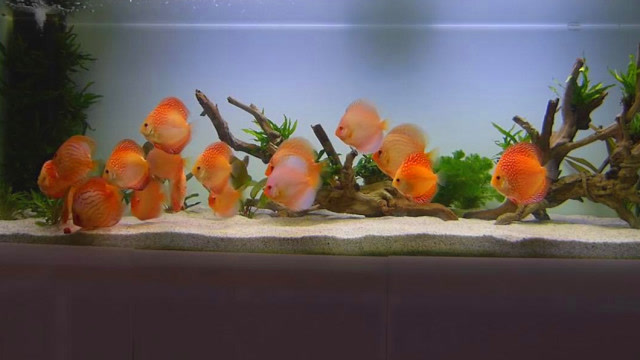 紅綠燈魚為什么變色了_紅綠燈魚魚_紅綠燈魚