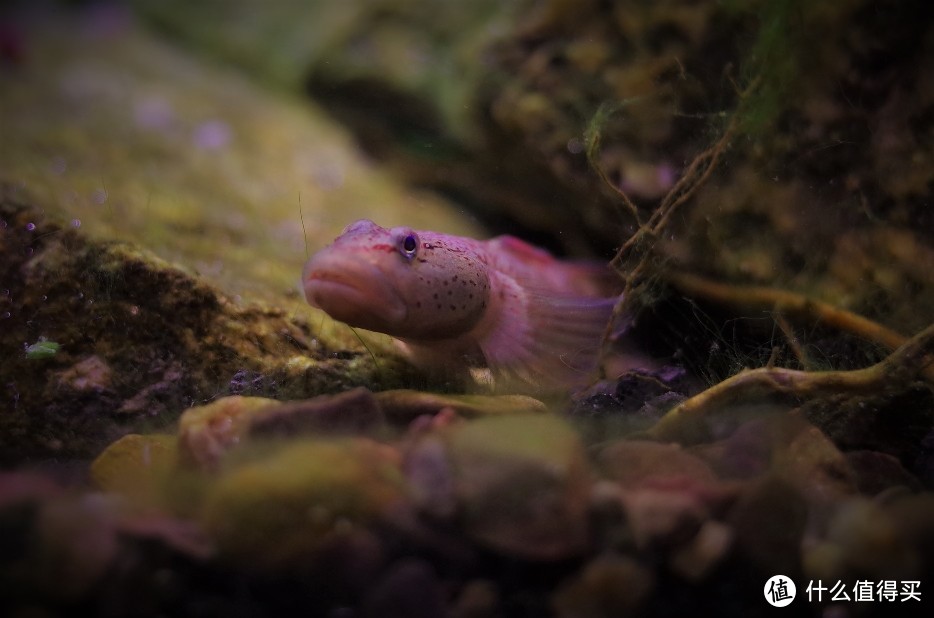 紅綠燈魚為什么變色了_紅綠燈魚_紅綠燈魚魚