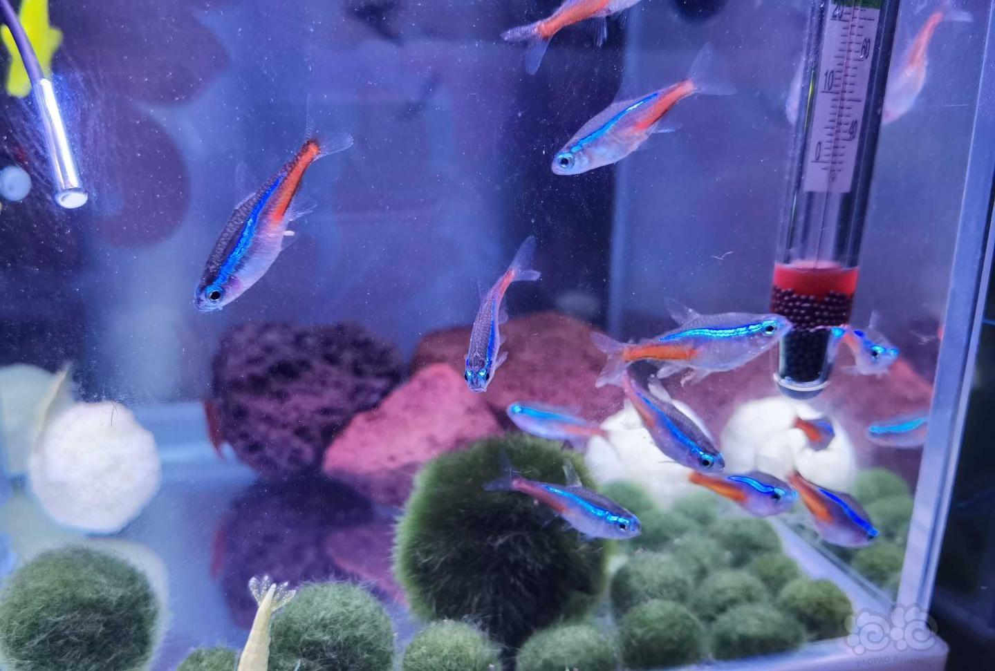 日本紅綠燈魚的詳細介紹，你知道嗎？！