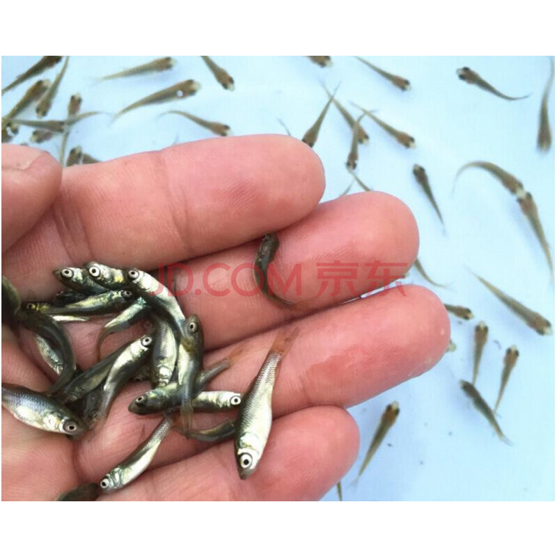 白斑狗魚產量低的原因_白斑狗魚圖片_白斑狗魚