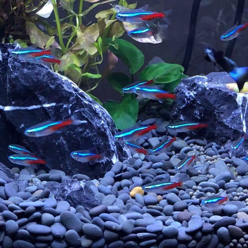 紅綠燈魚變綠了_紅綠燈魚_魚紅綠燈