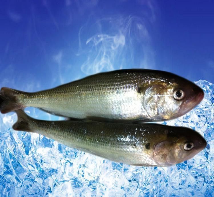 夜鱗鯛魚有魚群嗎_夜鱗鯛魚_夜鱗鯛魚烹飪配方