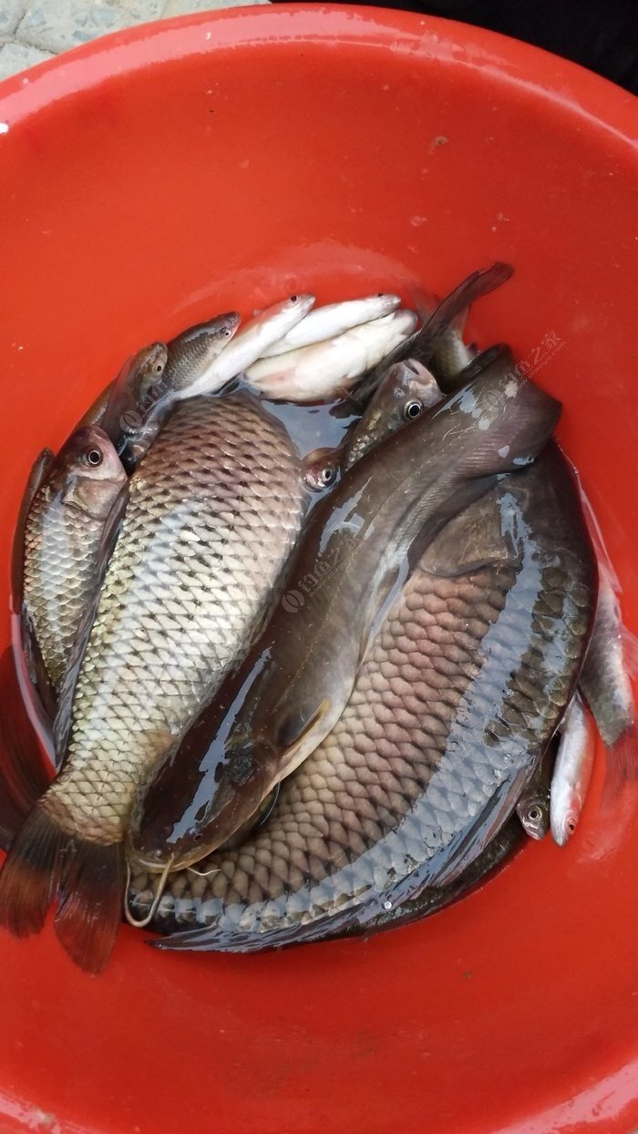 夜鱗鯛魚 和海洋學家成就不一樣，湖沼教你怎么釣