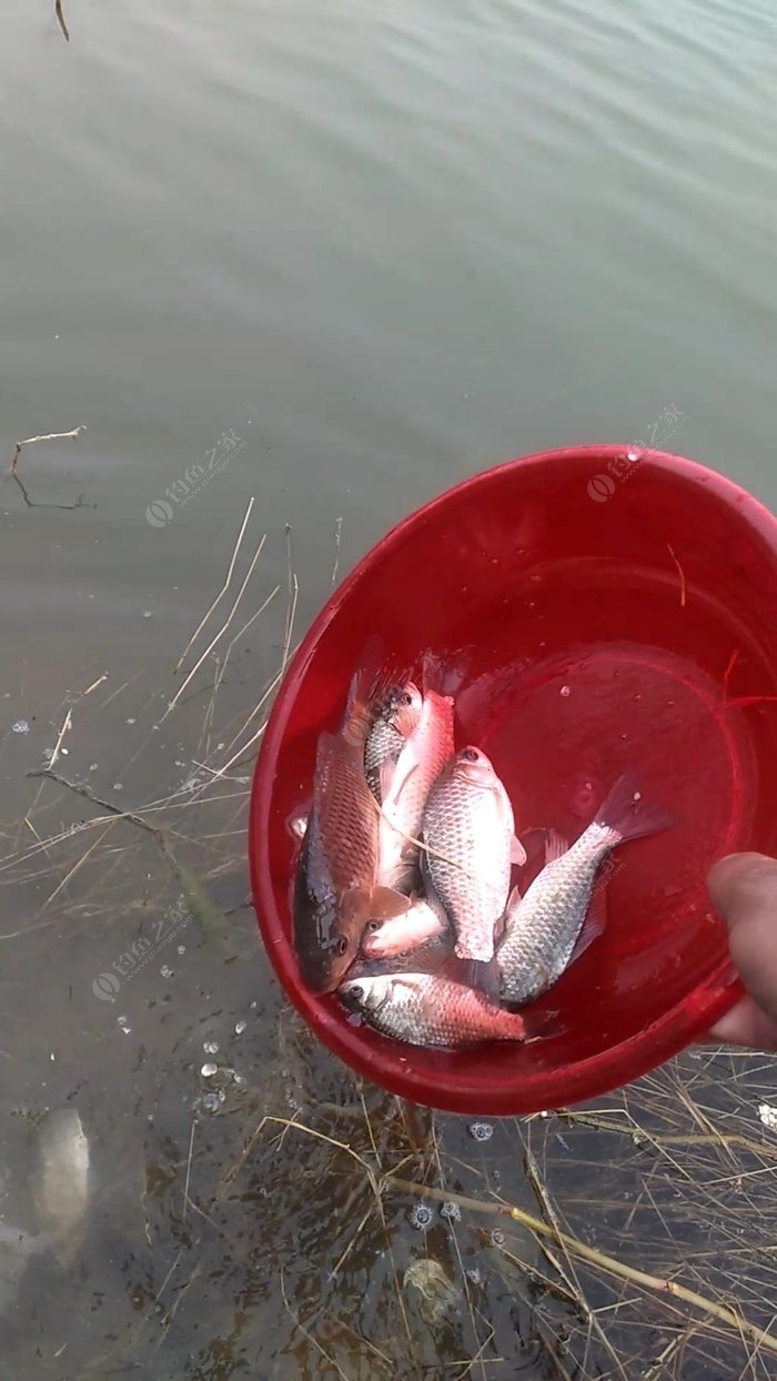 夜鱗鯛魚_夜鱗鯛魚有魚群嗎_夜鱗鯛魚烹飪配方