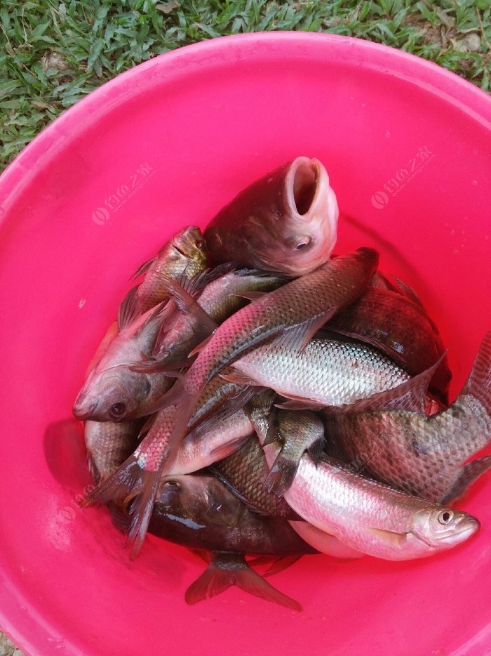 夜鱗鯛魚有魚群嗎_夜鱗鯛魚烹飪配方_夜鱗鯛魚