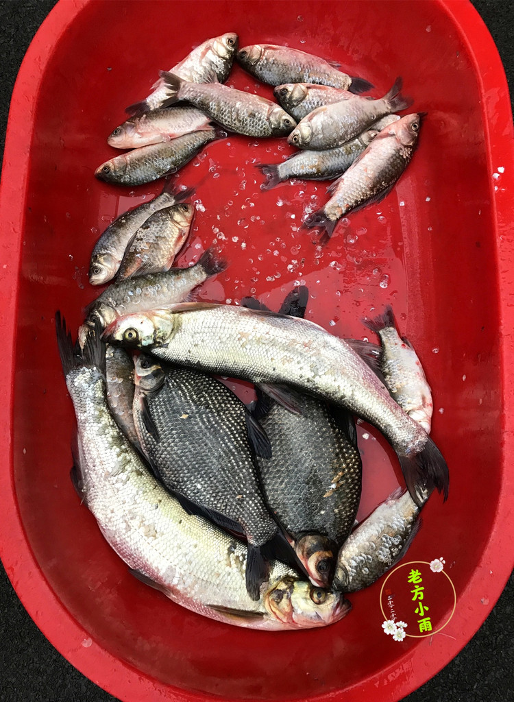 白條魚怎么做好吃_白條魚_白條魚能長多大