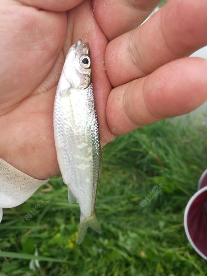 白條魚_白條魚長什么樣子圖片_白條魚圖片