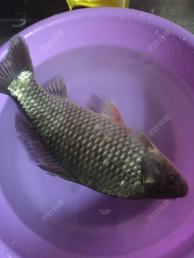 （釣魚技巧）春天就好釣魚的技巧，切勿掉以輕心
