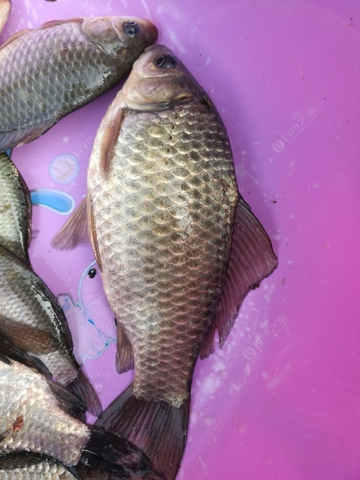 釣魚時間_釣魚時間表早上中年下午夜晚_釣魚時間表