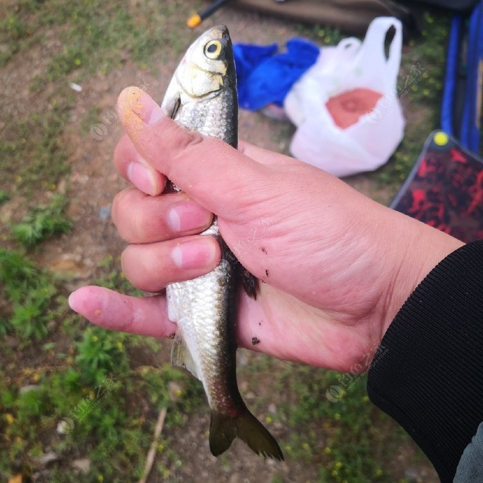 白條魚圖片_白條魚_白條魚怎么做好吃