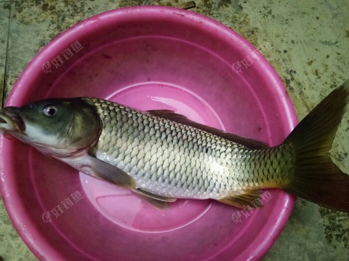 白條魚圖片_白條魚怎么做好吃_白條魚
