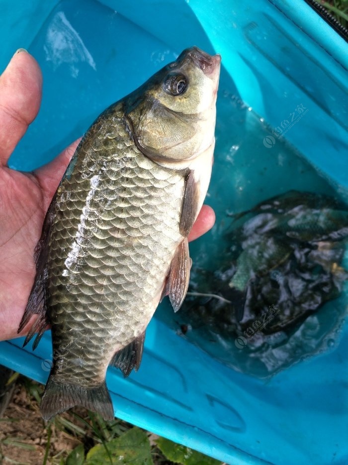 釣魚時間表_釣魚時間_釣魚時間的最佳時間